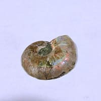 4063f2a6-1173-5e3a-ace9-a184fbd03393-1.jpg Ammonite Spiral Fossil 10 Pairs