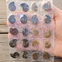 6a3d1de5-e989-58b8-abeb-4d5ee472a5f6-1.jpg Ammonite Spiral Fossil 10 Pairs