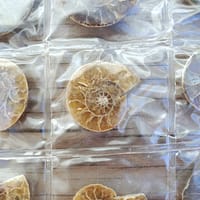 b05afbdd-7d41-5397-8be6-32848270c3c0-1.jpg Ammonite Spiral Fossil 10 Pairs