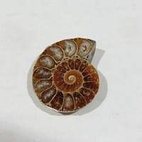 d7b41169-0ba6-5330-87b4-a9505c5352c9-1.jpg Ammonite Spiral Fossil 10 Pairs
