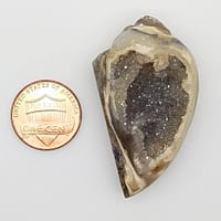 0035a3f2-be25-52e2-b3c3-2796ce77d3ff.jpg Medium Spiralite Aura Fossil | #1399