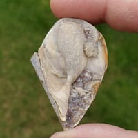 91ba221d-27eb-5a09-8704-8b919f3c0e9f-1.jpg Spiralite Druzy Fossil Specimen SP16
