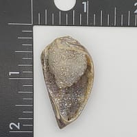 b6c251f5-116e-557c-8149-9b6281c519d0-1.jpg Spiralite Aura Druze Fossil