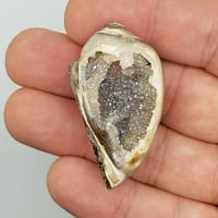f8228c39-247d-5c63-a14c-af4d0cc586d2.jpg Medium Spiralite Aura Fossil | #1399
