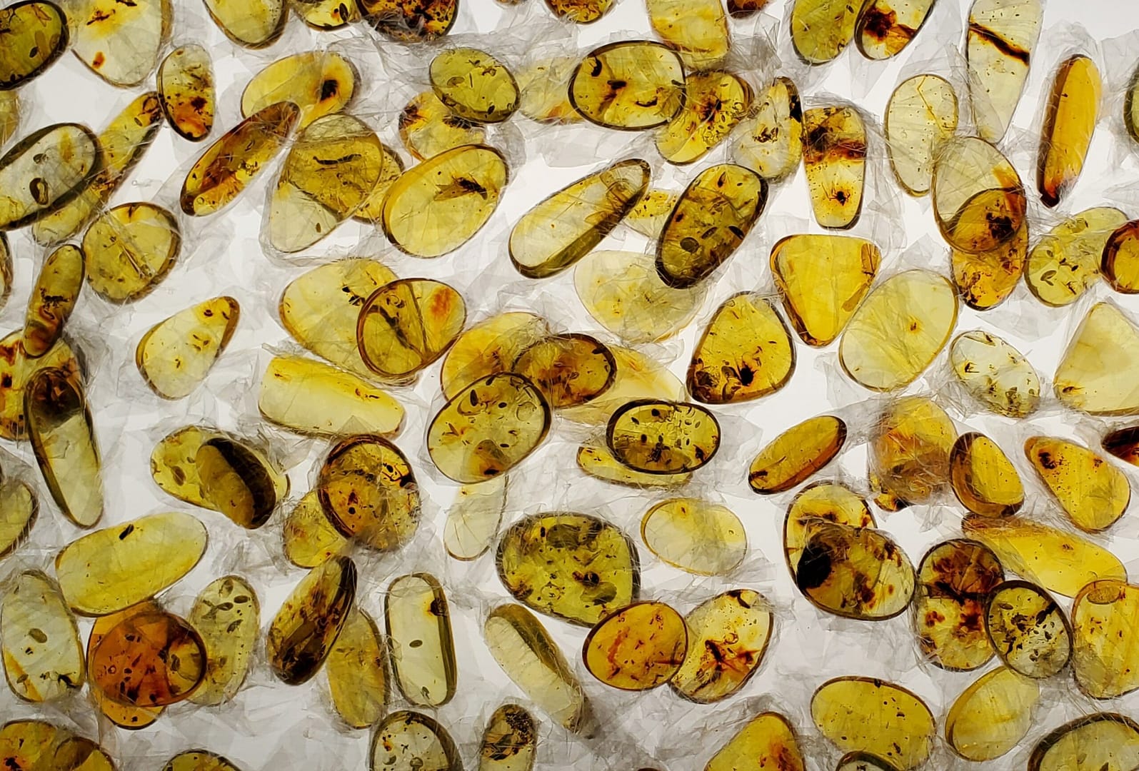 Amber fossil group1 Chrysocolla Specimens Mexico - Full Flat