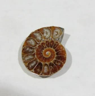 d7b41169-0ba6-5330-87b4-a9505c5352c9-1.jpg Ammonite Spiral Fossil 10 Pairs