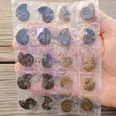 6a3d1de5-e989-58b8-abeb-4d5ee472a5f6-1.jpg Ammonite Spiral Fossil 10 Pairs