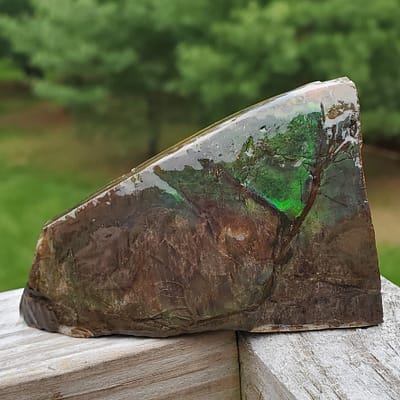 7a9b593f-d2e8-5a10-8e64-7ff398d829e5.jpg Biting Clam Fossil Halves Rastellum Carinatum