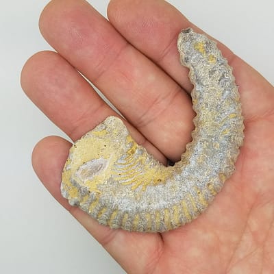 1fe20427-17eb-5f38-85c0-6f19b6352188.jpg Biting Clam Fossil Halves Rastellum Carinatum