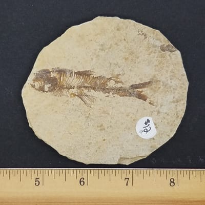 28f55d20-2f45-58be-a98d-05495f8042af.jpg Knightia Fossil Fish | #1523