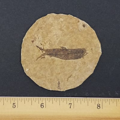 3db2fdb5-75c7-51b6-b761-bfa7fc07e9ca.jpg Knightia Fossil Fish | #1529