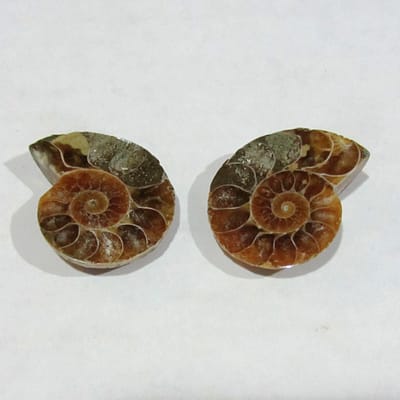 4e4b5e8e-cdd2-5971-be3f-3515aa25da38.jpg Ammonite Spiral Fossil Pair | 2pcs
