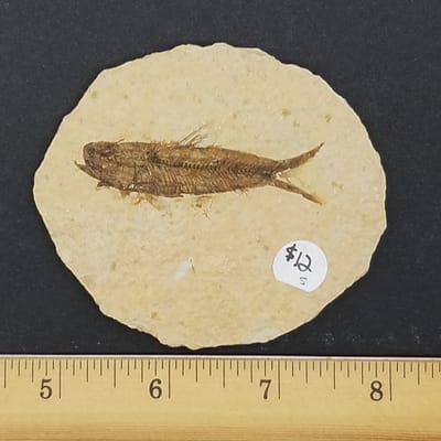 94041f85-75f8-5b48-a014-ec36209d9fe9.jpg Knightia Fossil Fish | #1526