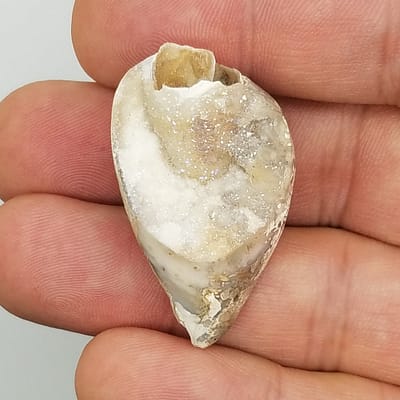 a6747d51-b5b4-5f6d-b72d-dffee82e0d55.jpg Medium Spiralite Aura Fossil | #1404