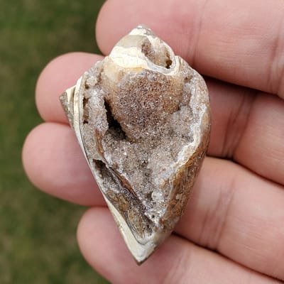 cacc9ae6-a8ed-560a-8061-4cc0fa251796-1.jpg Spiralite Rainbow Aura Fossil Specimen Medium | #1429