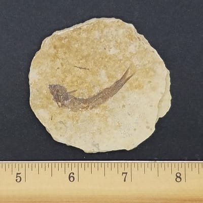 eccfd814-b2a3-53bf-9852-77d00623074d.jpg Biting Clam Fossil Halves Rastellum Carinatum