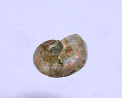 4063f2a6-1173-5e3a-ace9-a184fbd03393-1.jpg Ammonite Spiral Fossil 10 Pairs