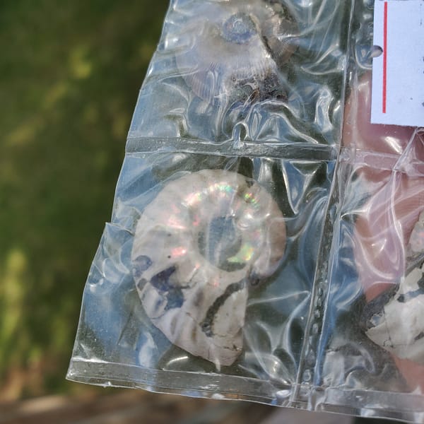 67e6e7d5-68c9-588a-a6d1-f1f51672cbad-1.jpg Ammonite Spiral Fossil 10 Pairs