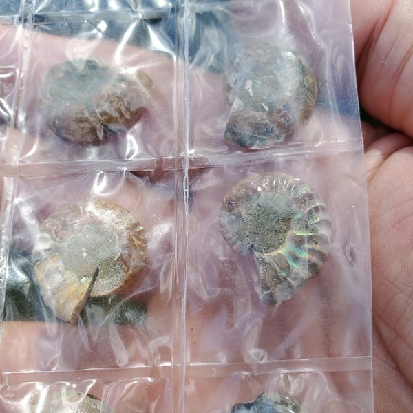757c56d4-171d-5db0-8ad7-ddcc3a40a086-1.jpg Ammonite Spiral Fossil 10 Pairs