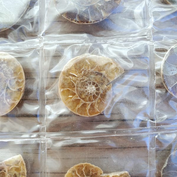 b05afbdd-7d41-5397-8be6-32848270c3c0-1.jpg Ammonite Spiral Fossil 10 Pairs