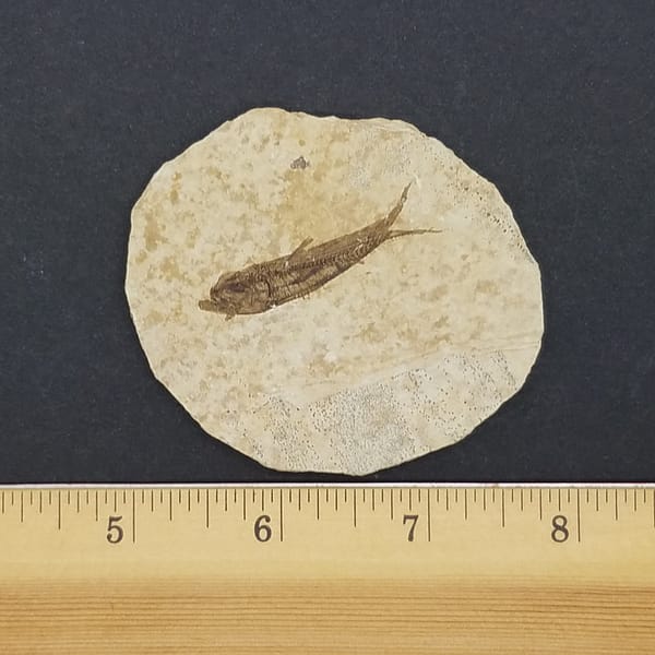 0221d481-e143-5f0c-9ffa-eaffa8a4f875.jpg Knightia Fossil Fish | #1535