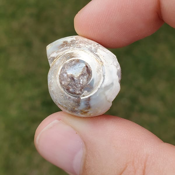 1be84334-fc08-5803-95cd-caa6dc1a23bc-1.jpg Spiralite Rainbow Aura Fossil Specimen Medium | #1417