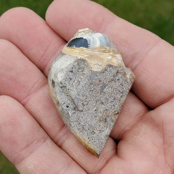 b4372248-4c6b-59c5-8c25-bfe54f1251a4-1.jpg Spiralite Druzy Fossil Specimen SP16
