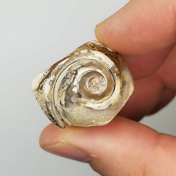 cfcc93c2-b94b-5a9d-b7ad-fce46ded9a26.jpg Medium Spiralite Aura Fossil | #1399