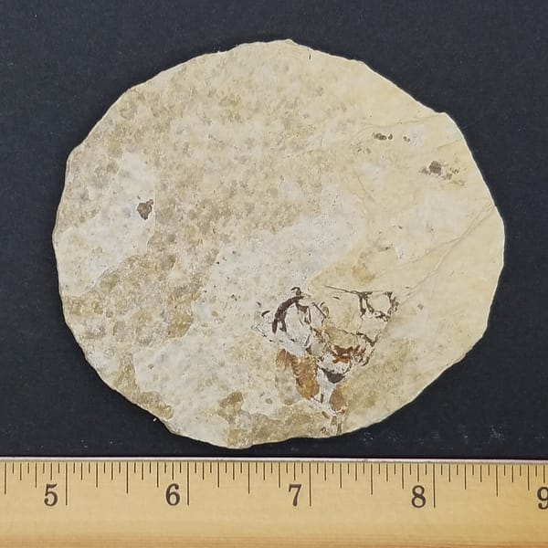 d170ff6e-f342-5282-9caa-d7f3af919428.jpg Knightia Fossil Fish | #1523