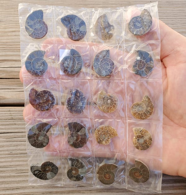 6a3d1de5-e989-58b8-abeb-4d5ee472a5f6-1.jpg Ammonite Spiral Fossil 10 Pairs